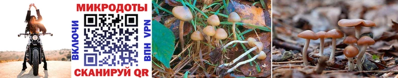 купить  сайты  Великие Луки  Галлюциногенные грибы Psilocybine cubensis 